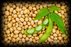 Soybean